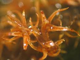 Attēlu rezultāti vaicājumam “Dichodontium pellucidum sporophyte”