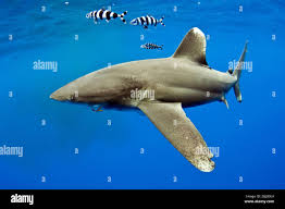 Image result for Carcharhinus longimanus