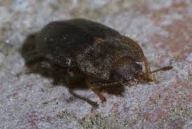 Attēlu rezultāti vaicājumam “Epuraea sp.”