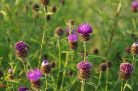 Attēlu rezultāti vaicājumam “Centaurea jacea fruit”
