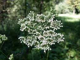 Attēlu rezultāti vaicājumam “Selinum carvifolia flower”