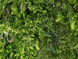 Attēlu rezultāti vaicājumam “Lepidozia reptans”