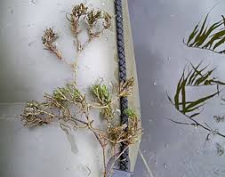 Attēlu rezultāti vaicājumam “Najas marina”