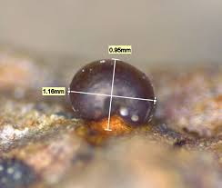 Attēlu rezultāti vaicājumam “Diderma ochraceum sessile”