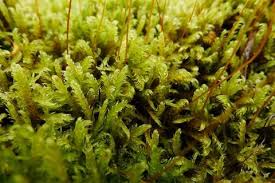 Attēlu rezultāti vaicājumam “Warnstorfia fluitans”