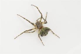 Attēlu rezultāti vaicājumam “Gibbaranea gibbosa”