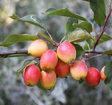 Attēlu rezultāti vaicājumam “Malus baccata”