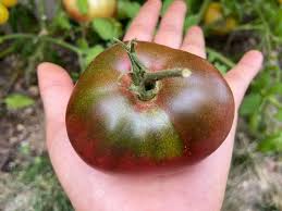 Afbeeldingsresultaat voor cherokee purple tomato