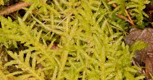 Attēlu rezultāti vaicājumam “Pseudoscleropodium purum”