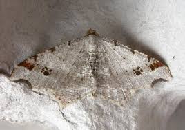 Attēlu rezultāti vaicājumam “Macaria alternata”