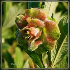 Attēlu rezultāti vaicājumam “Rhabdophaga rosaria”