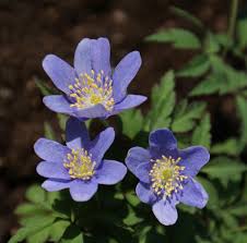 Image result for Buschwindröschen