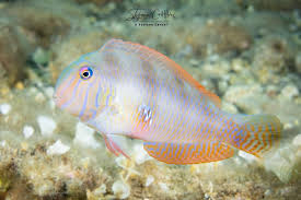 Image result for Xyrichtys novacula