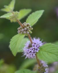 Attēlu rezultāti vaicājumam “Stachys palustris flower”