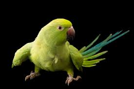 Image result for Psittacula krameri