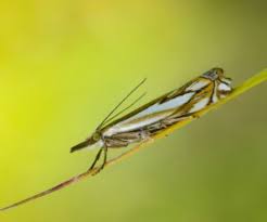Attēlu rezultāti vaicājumam “Crambus pratella”