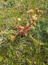 Attēlu rezultāti vaicājumam “Hylotelephium maximum”