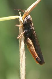 Attēlu rezultāti vaicājumam “Entomophaga grylli”