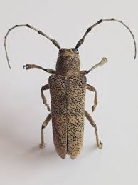 Attēlu rezultāti vaicājumam “Saperda carcharias”