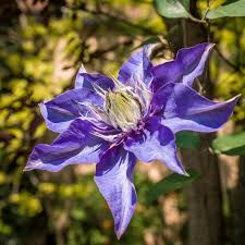 Attēlu rezultāti vaicājumam “Clematis flower”