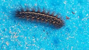 Attēlu rezultāti vaicājumam “Phragmatobia fuliginosa imago”