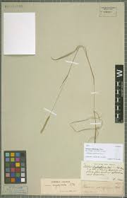 Image result for Thaddus Haenke