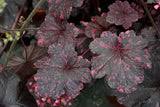Image result for Heuchera `Midnight Rose`