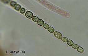 Attēlu rezultāti vaicājumam “Hypocrea gelatinosa”