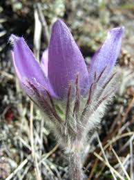 Attēlu rezultāti vaicājumam “Pulsatilla patens fruit”