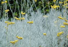 Image result for Helichrysum lindleyii