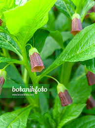 Attēlu rezultāti vaicājumam “Scopolia carniolica”