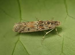 Attēlu rezultāti vaicājumam “Pyralididae”