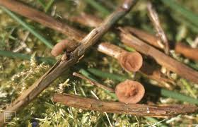 Attēlu rezultāti vaicājumam “Myriosclerotinia scirpicola”