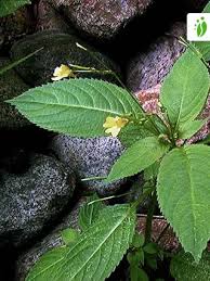 Attēlu rezultāti vaicājumam “Impatiens parviflora”