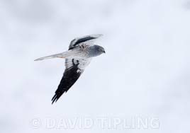 Attēlu rezultāti vaicājumam “Circus pygargus”