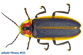 Attēlu rezultāti vaicājumam “Lampyridae”