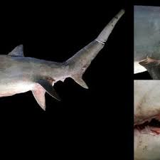 Image result for Alopias superciliosus