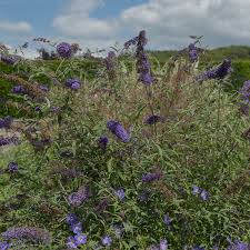 Image result for Buddleja davidii