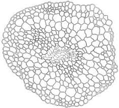 Attēlu rezultāti vaicājumam “Bryoerythrophyllum recurvirostrum”