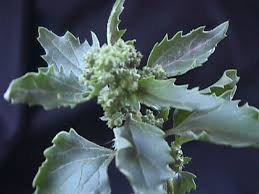 Attēlu rezultāti vaicājumam “Chenopodium acerifolium”