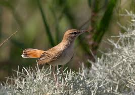 Image result for Cercotrichas galactotes