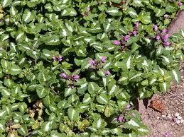Attēlu rezultāti vaicājumam “Lamium maculatum leaf”