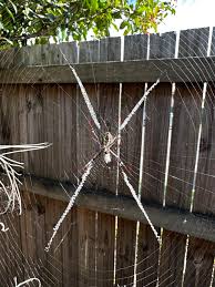 Image result for st andrews cross spider