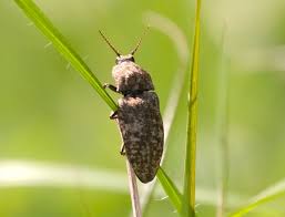 Attēlu rezultāti vaicājumam “Agrypnus murinus”