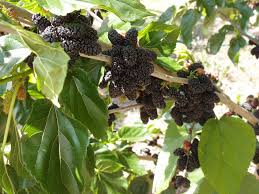 Attēlu rezultāti vaicājumam “Galium schultesii fruit”