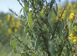 Attēlu rezultāti vaicājumam “Cytisus scoparius leaf”
