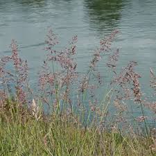 Attēlu rezultāti vaicājumam “Holcus lanatus”