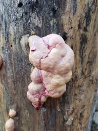 Attēlu rezultāti vaicājumam “Amaurochaete sp.”