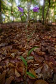 Attēlu rezultāti vaicājumam “Cephalanthera rubra leaf”