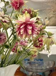 Image result for Aquilegia vulgaris `Nora Barlow`